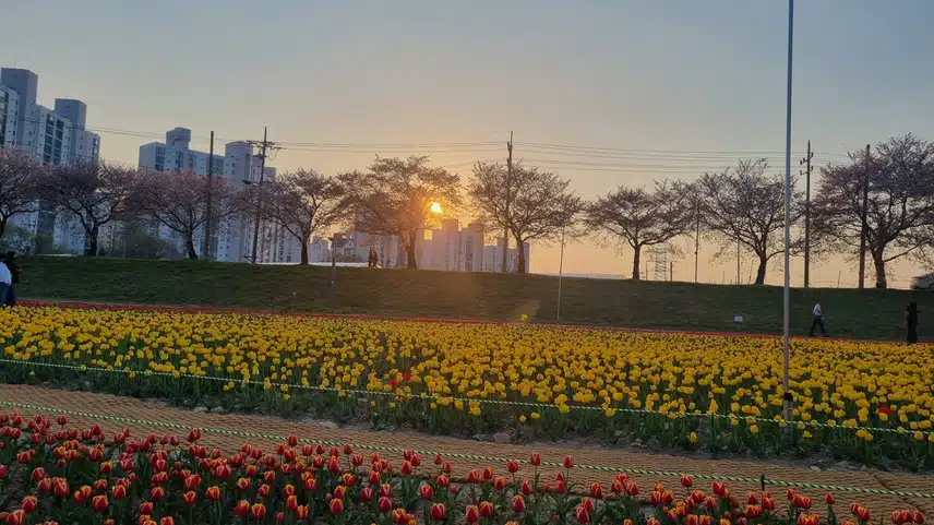 꽃과 석양