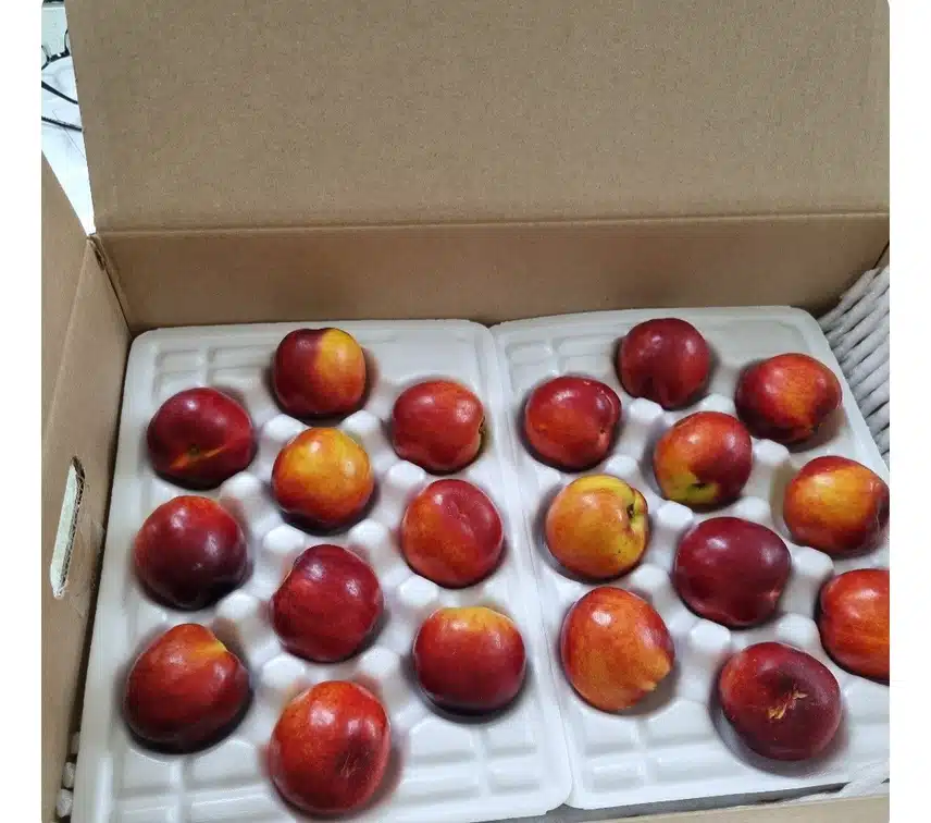 산지직송-새콤달콤 천도 복숭아 1kg+500g리얼후기