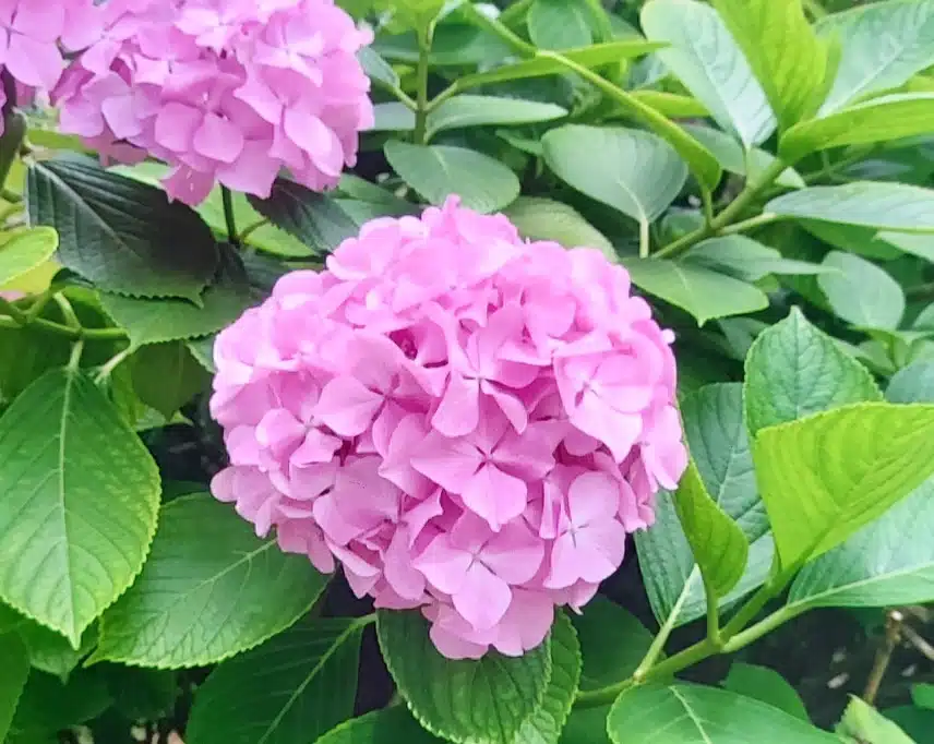분홍 수국