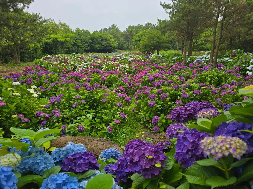 제주 수국축제