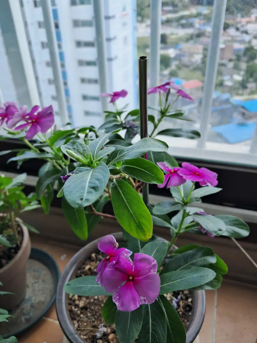 석화 꽃이라네요^^