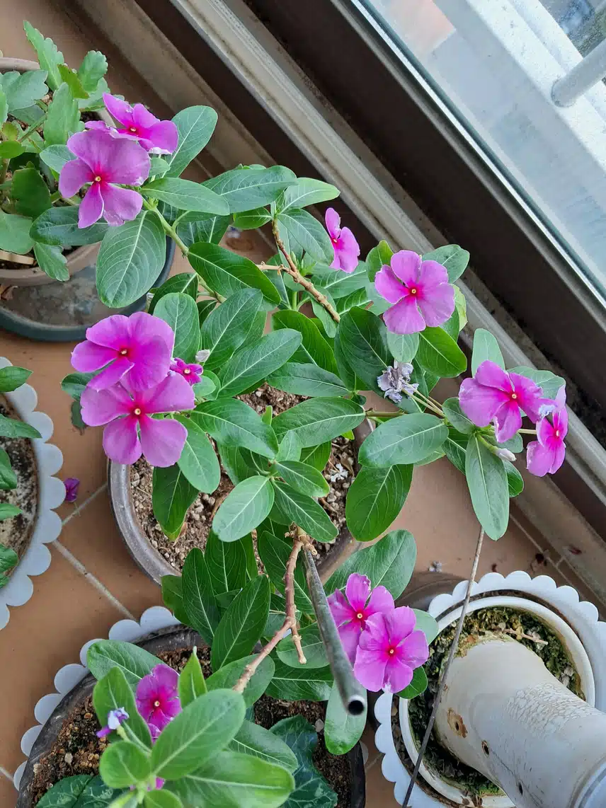 석화 꽃이라네요^^