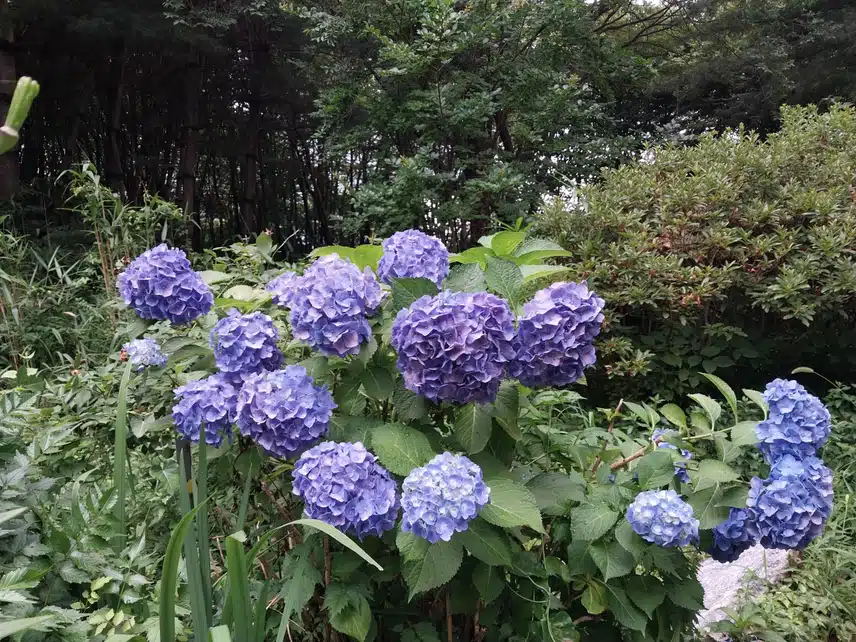 보라빛 수국