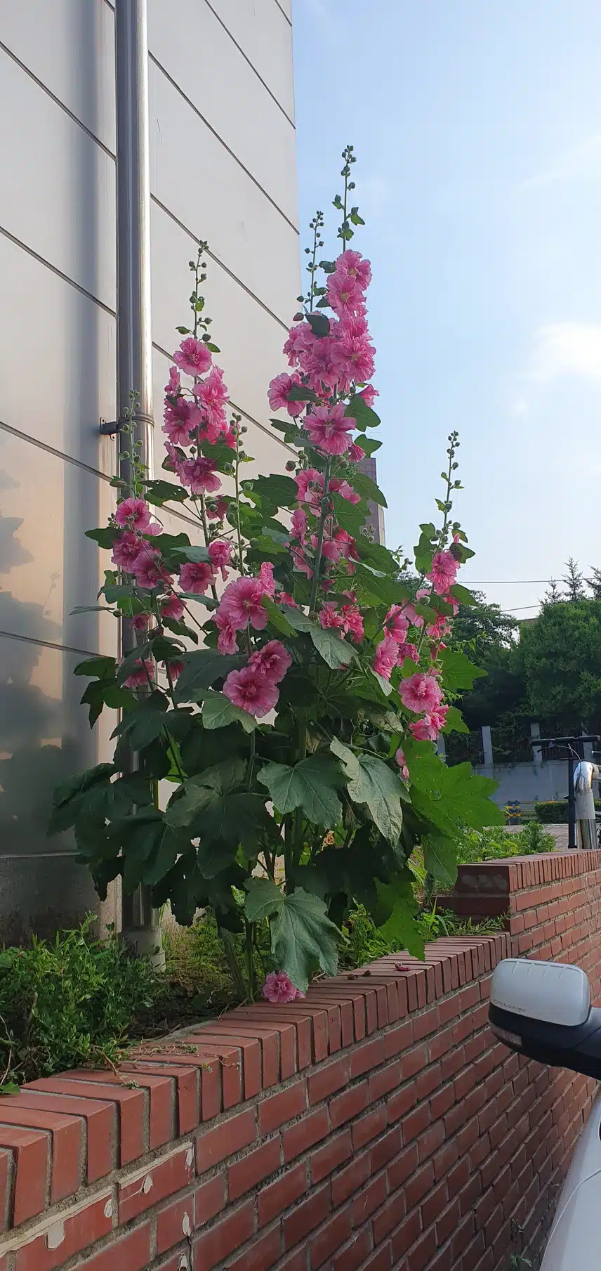 접시꽃