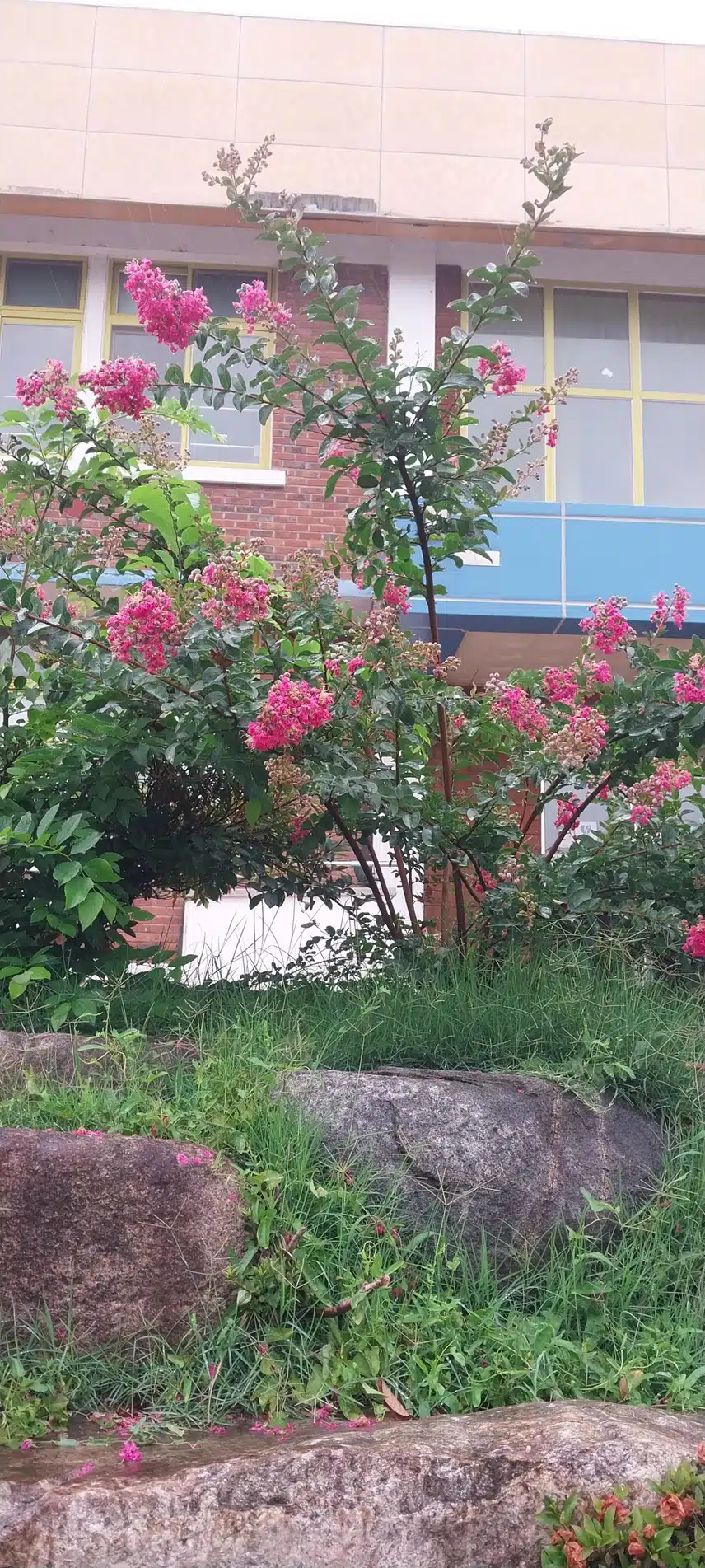 백일홍(나무)