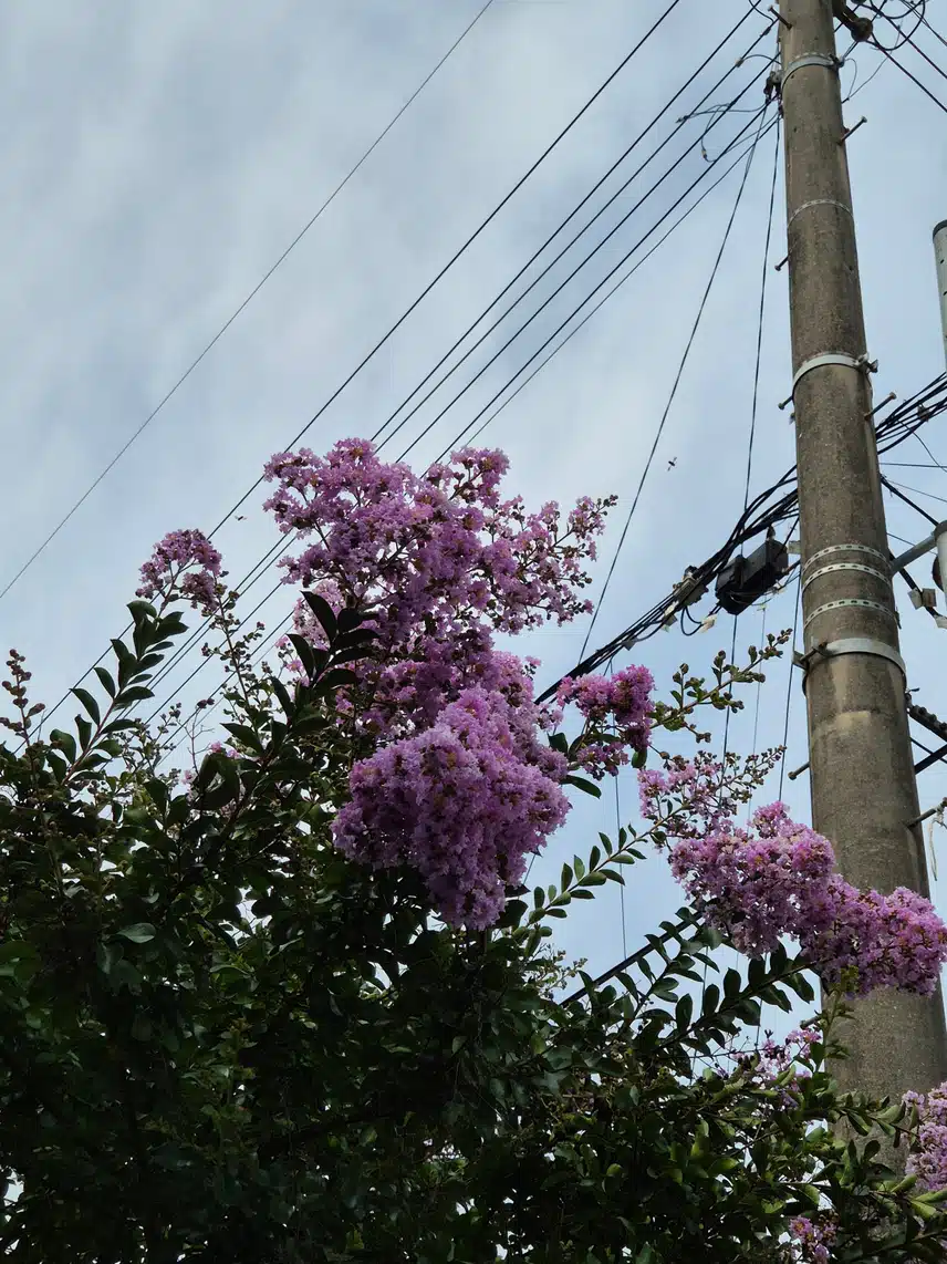백일홍일까요?-7(4차)