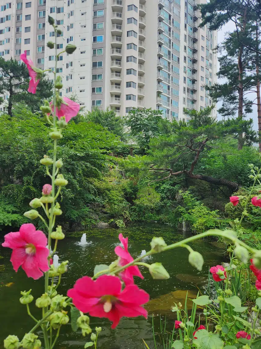 접시꽃 당신!