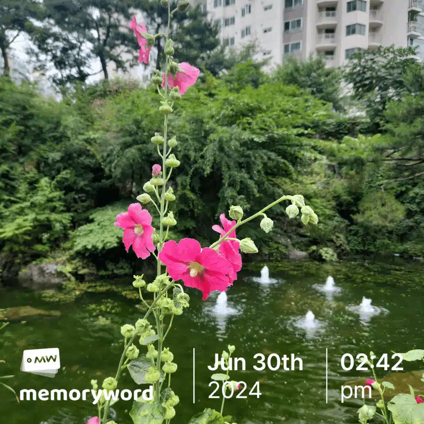 접시꽃 당신!