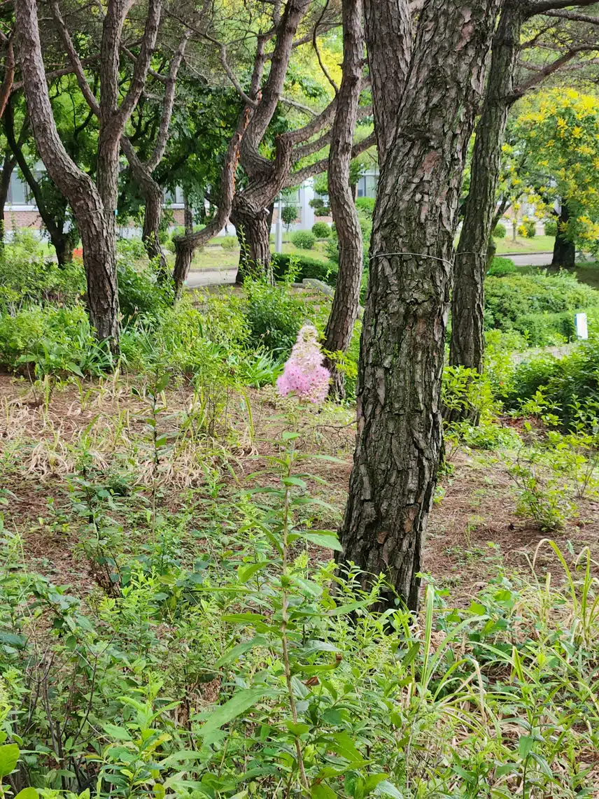 알 수 없는 꽃