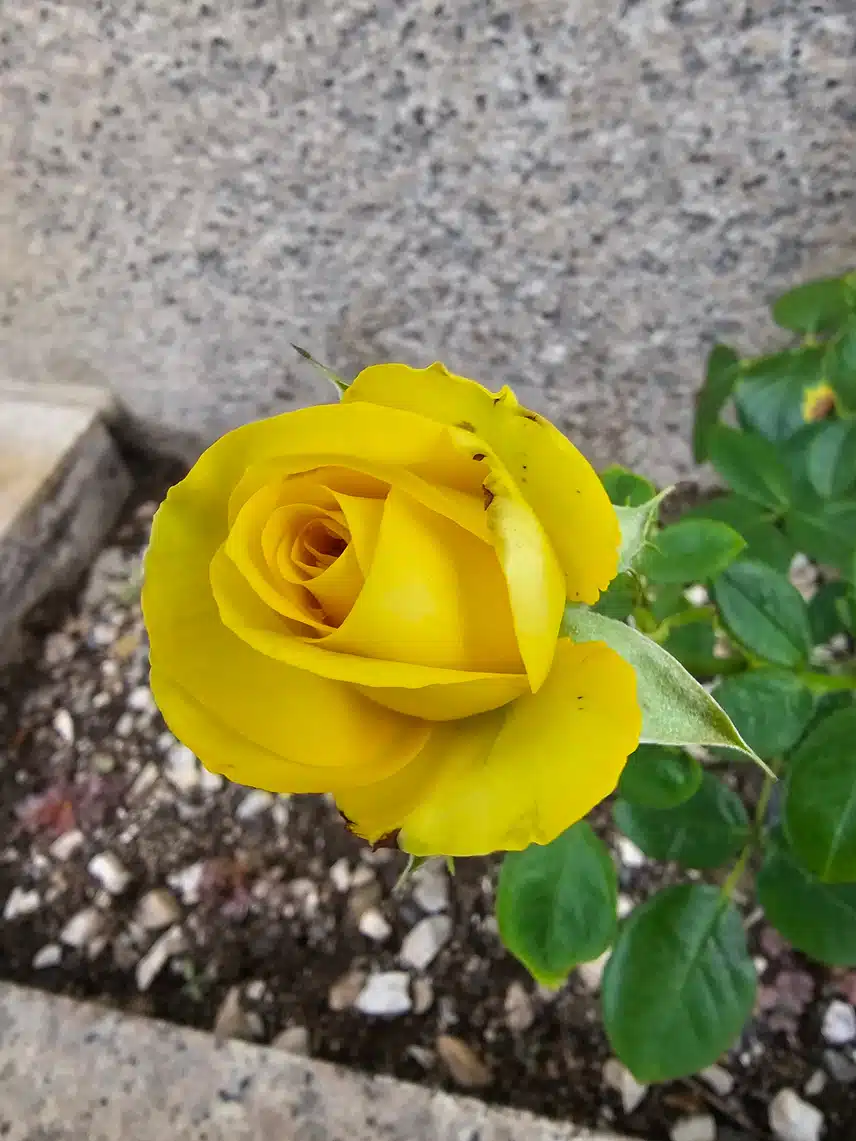 아직도 건재한 노랑장미