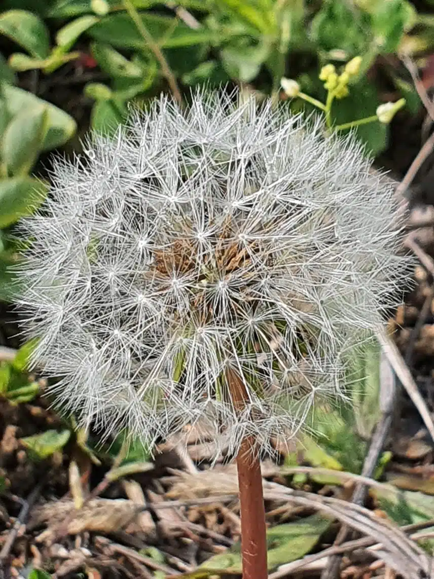 민들 레