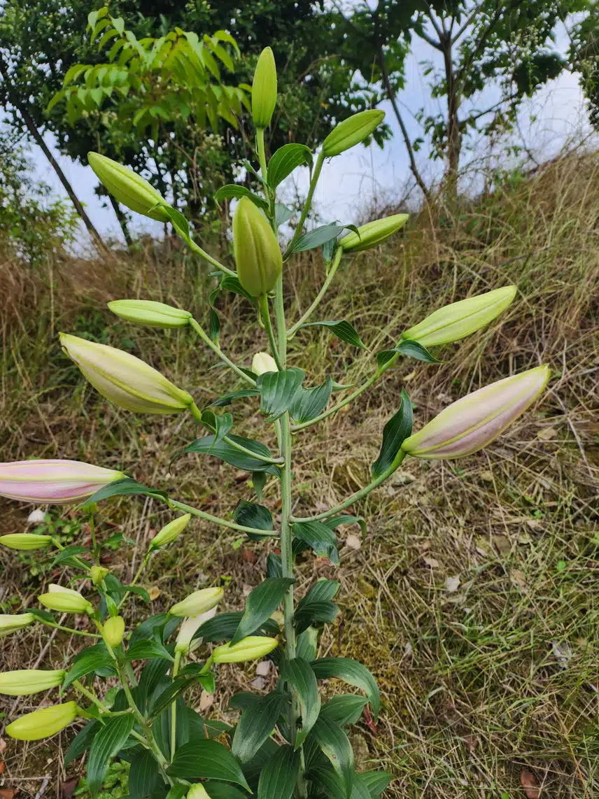 백합꽃