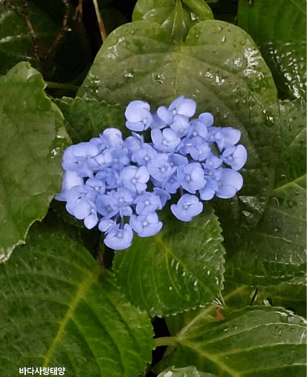 저는 왠지 산수국이 더 좋네요...ㅎ