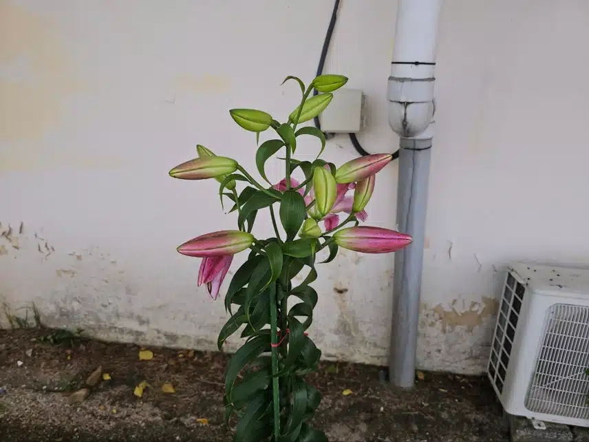 백합1