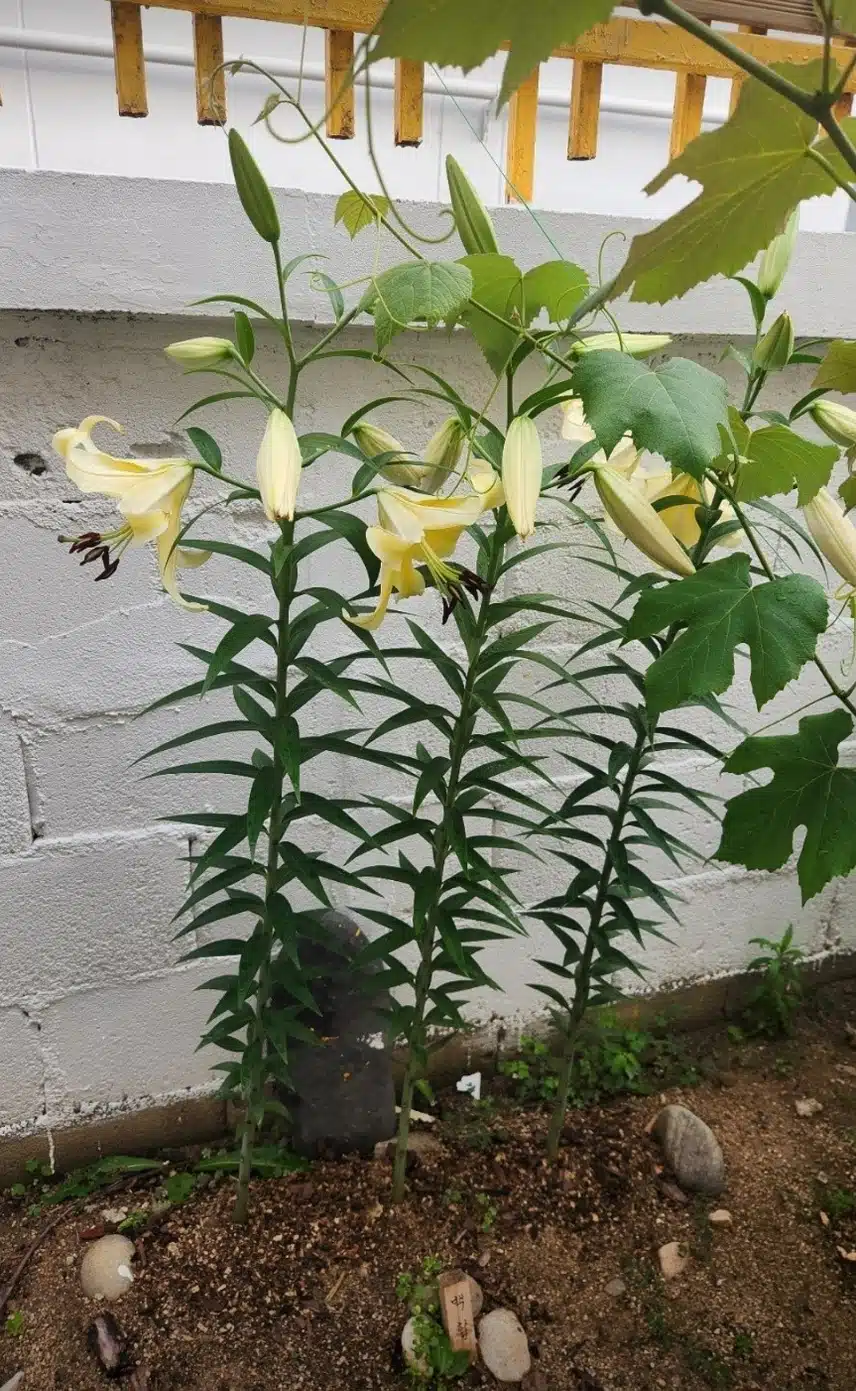 백합2