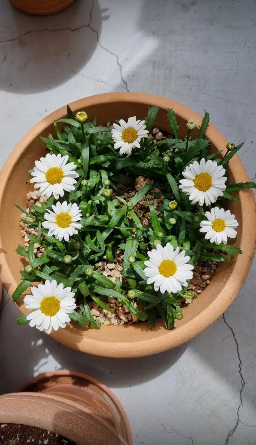 화분속 꽃