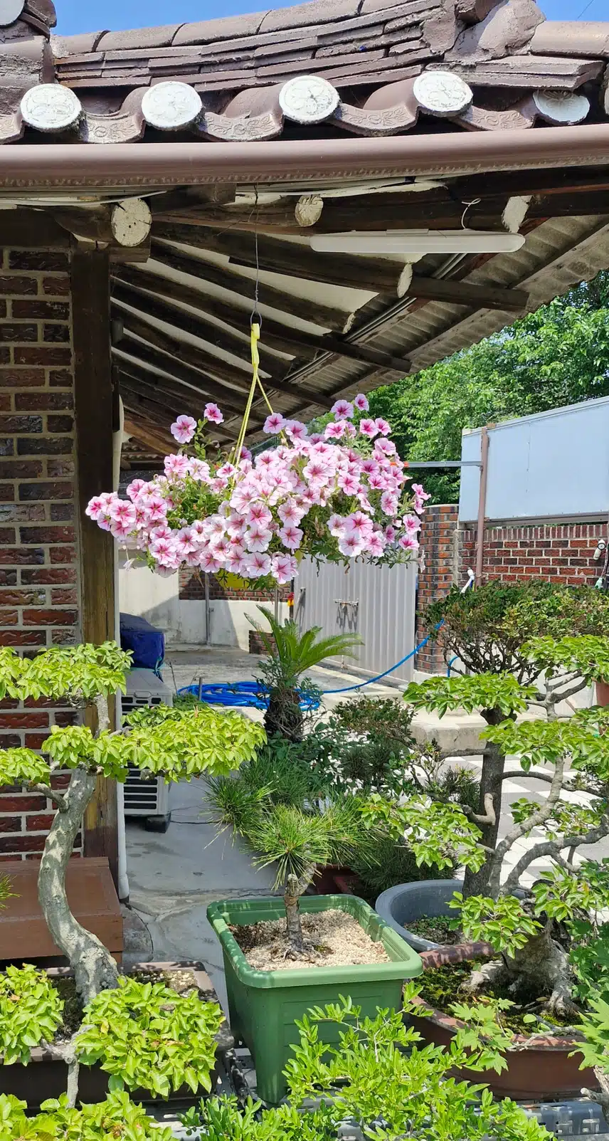 식당에서 본 꽃1