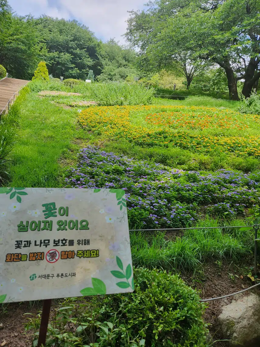 탐라산수국!