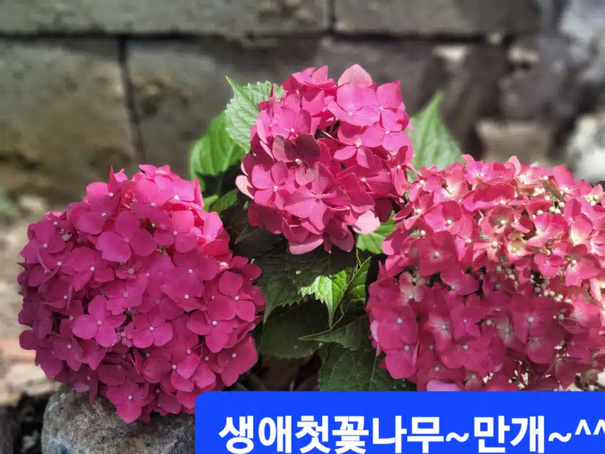 생애첫꽃나무 만개