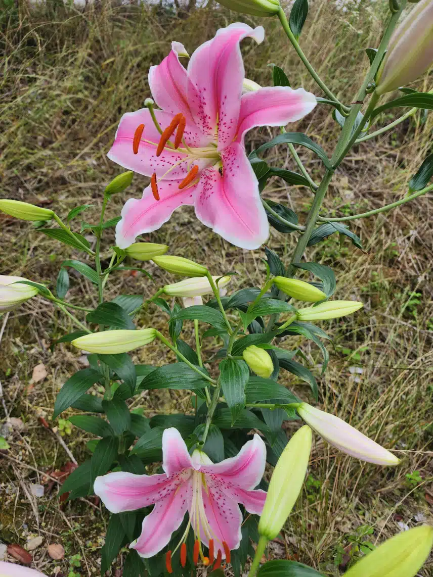 분홍 백합화
