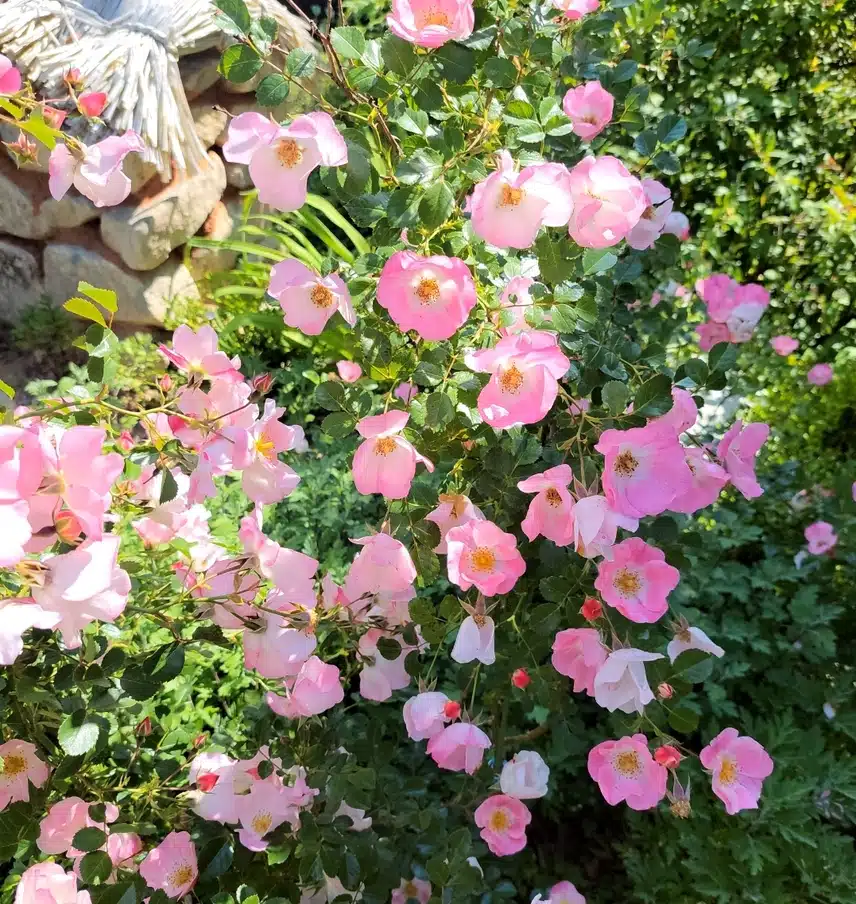 담장 아래에 있길래 찍어봤어요