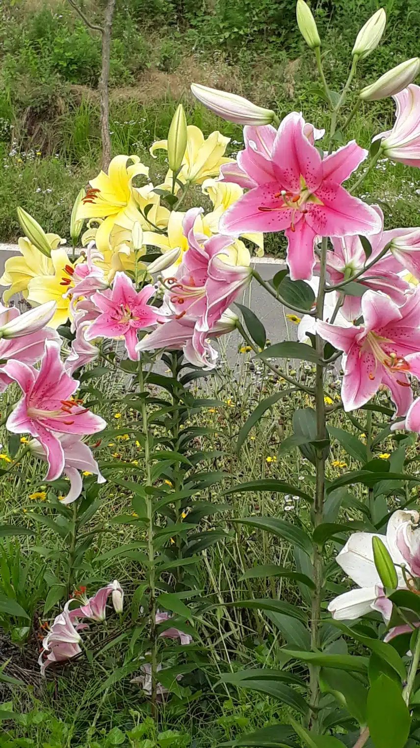 백합이 400m무리지어 피었어요.