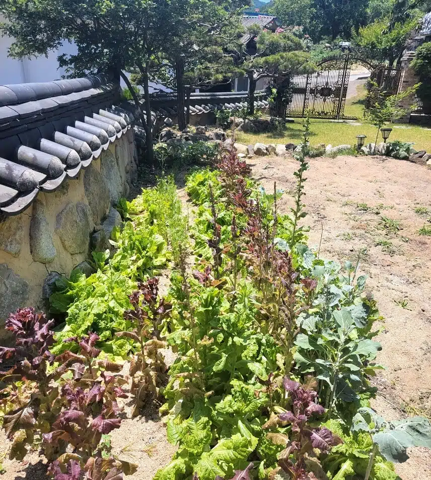 텃밭