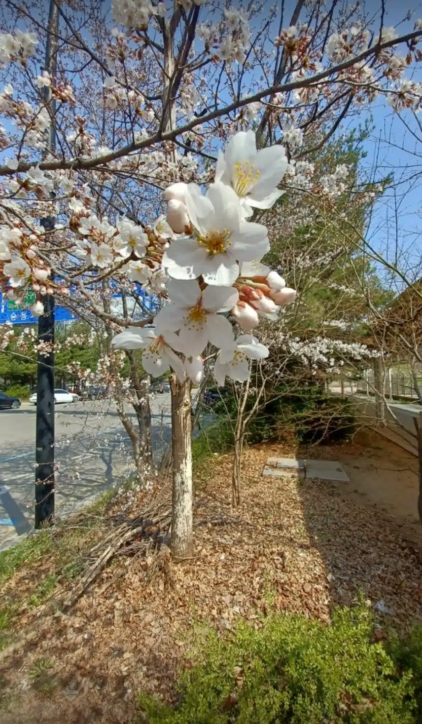 벚꽃