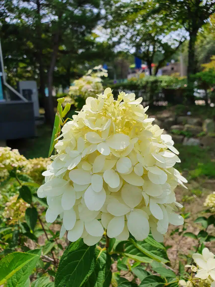 수국