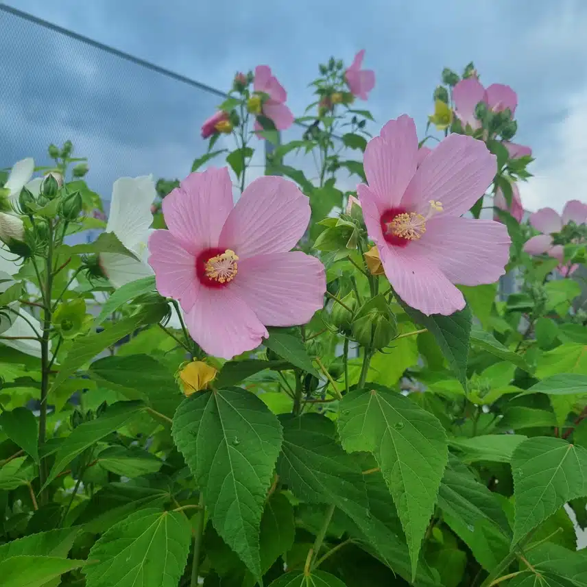 부용