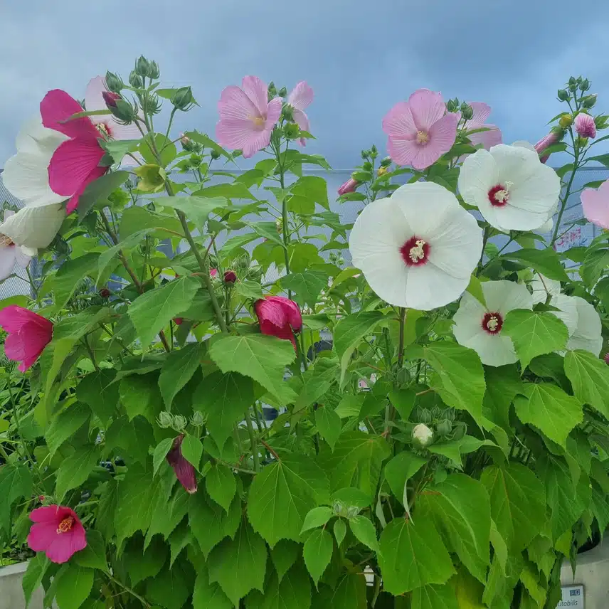 부용