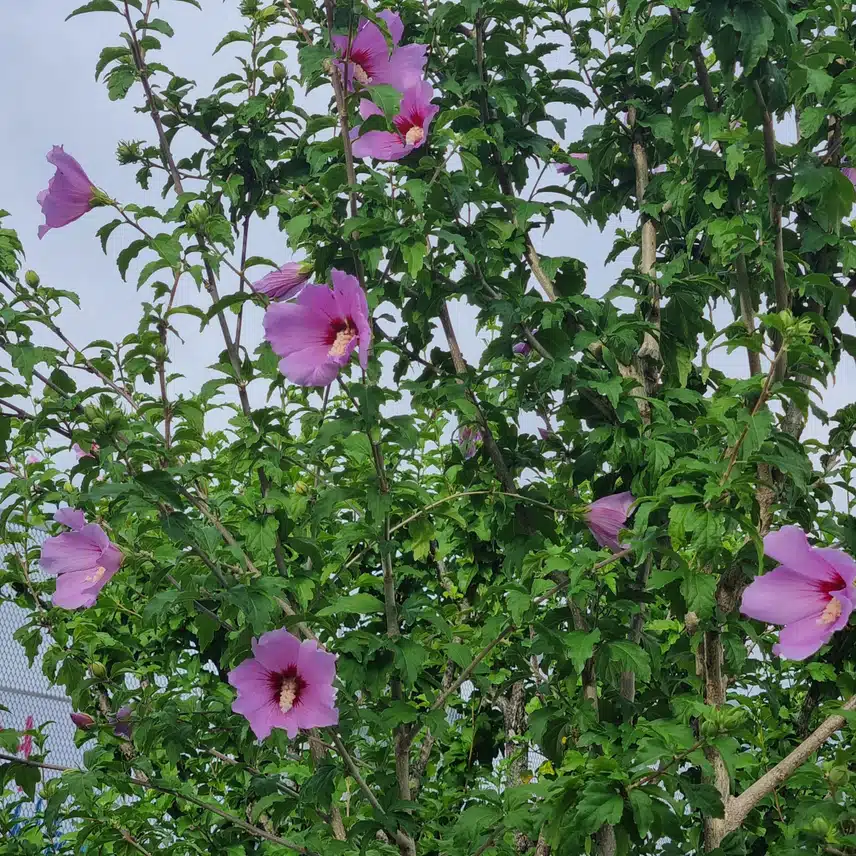 무궁화 
