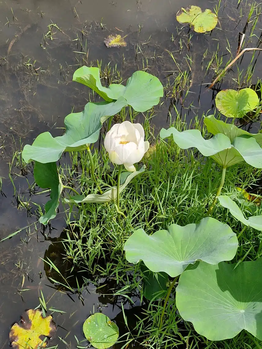 연꽃