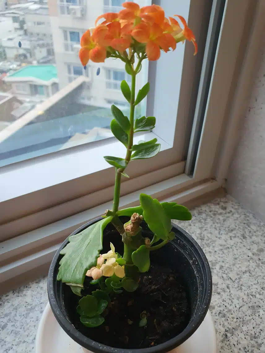 왕 귀염