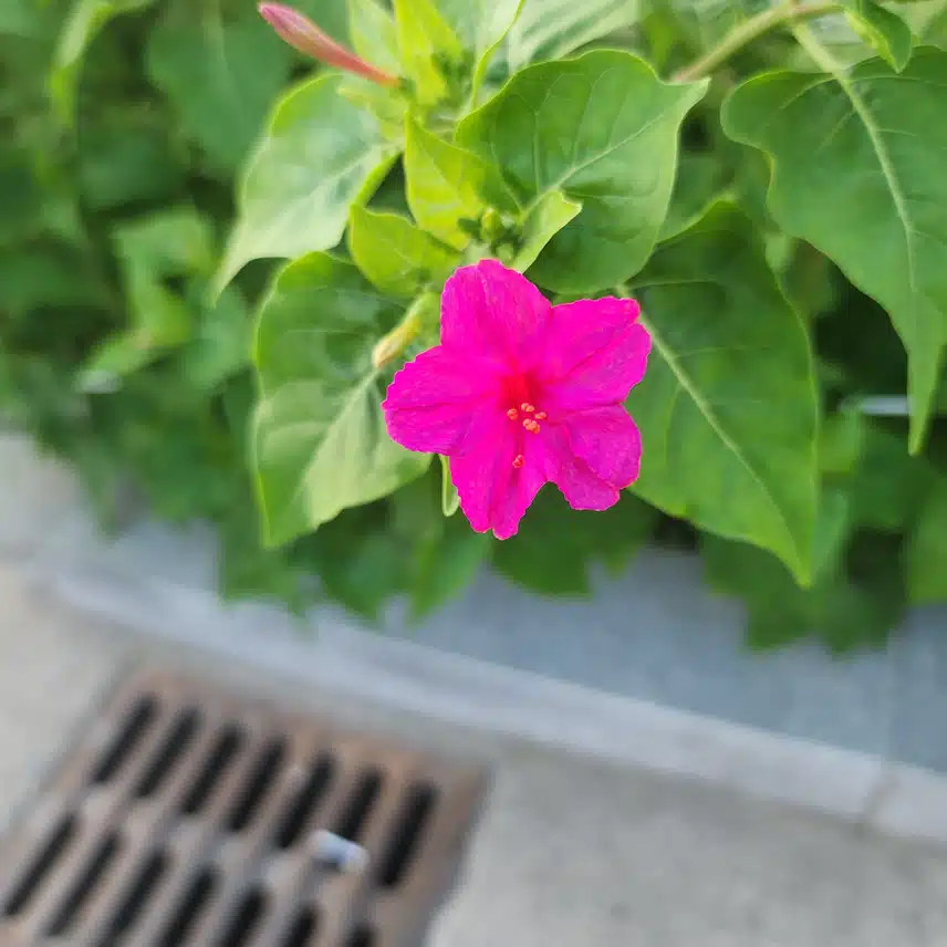 예쁜 핑크
