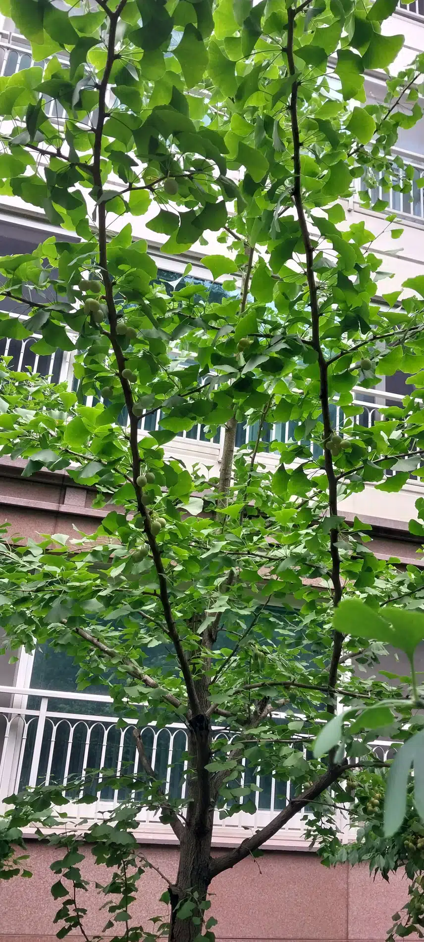은행나무