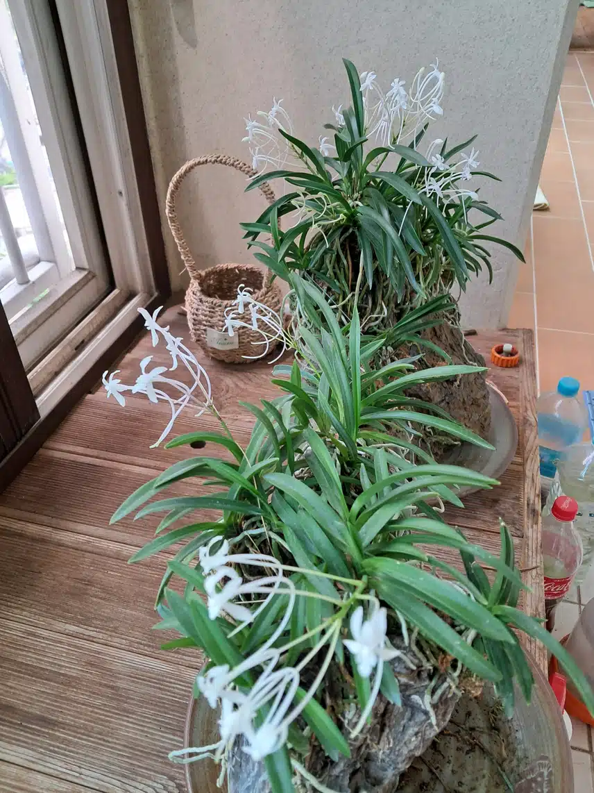 소엽 풍란 보러 오세요^~^