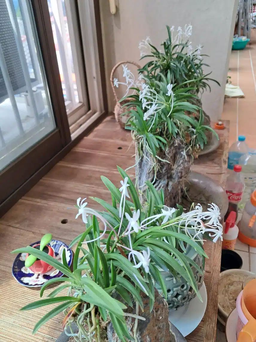 소엽 풍란 보러 오세요^~^