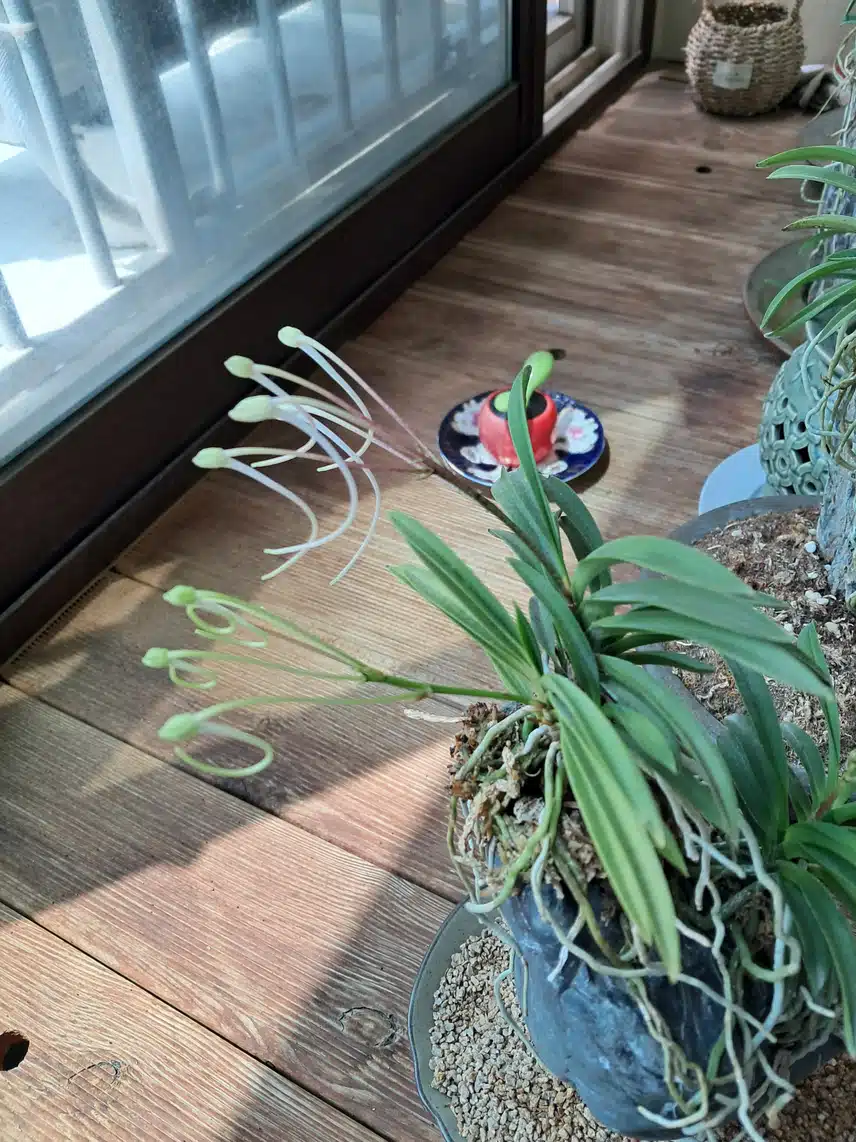 소엽 풍란 보러 오세요^~^