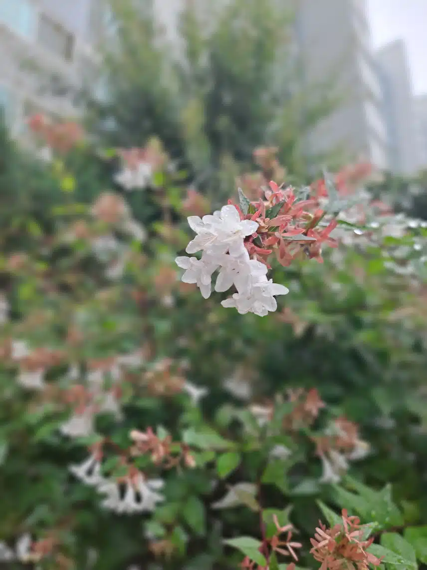 꽃댕강나무 