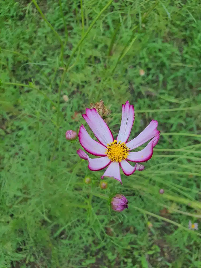 코스모스