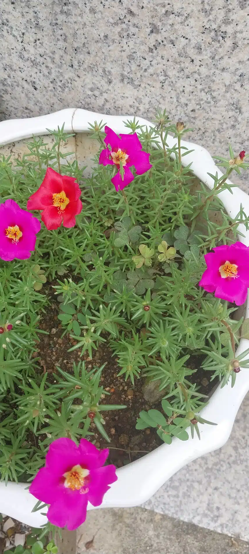 채송화