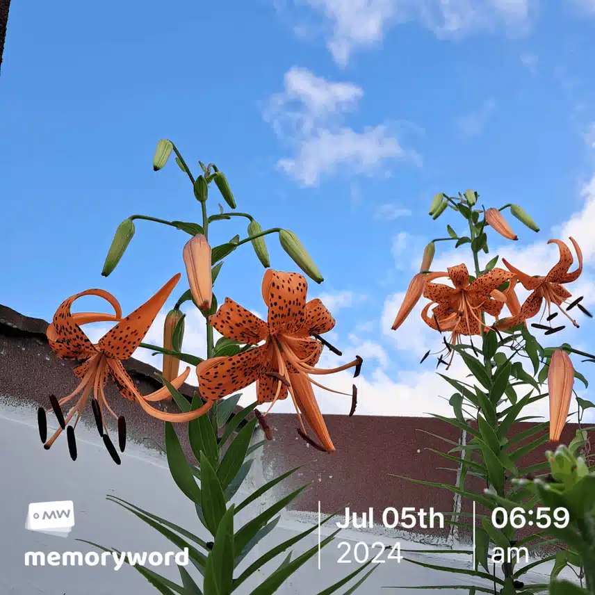 맑은 아침 하늘에 만개한 나리 꽃 🌼 