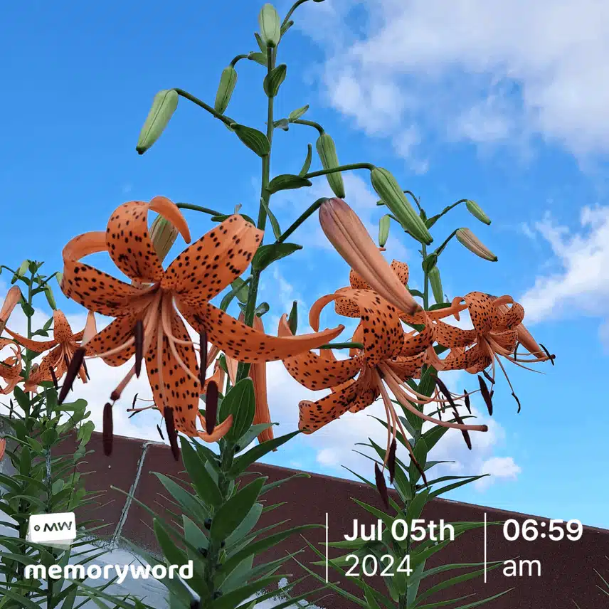 맑은 아침 하늘에 만개한 나리 꽃 🌼 