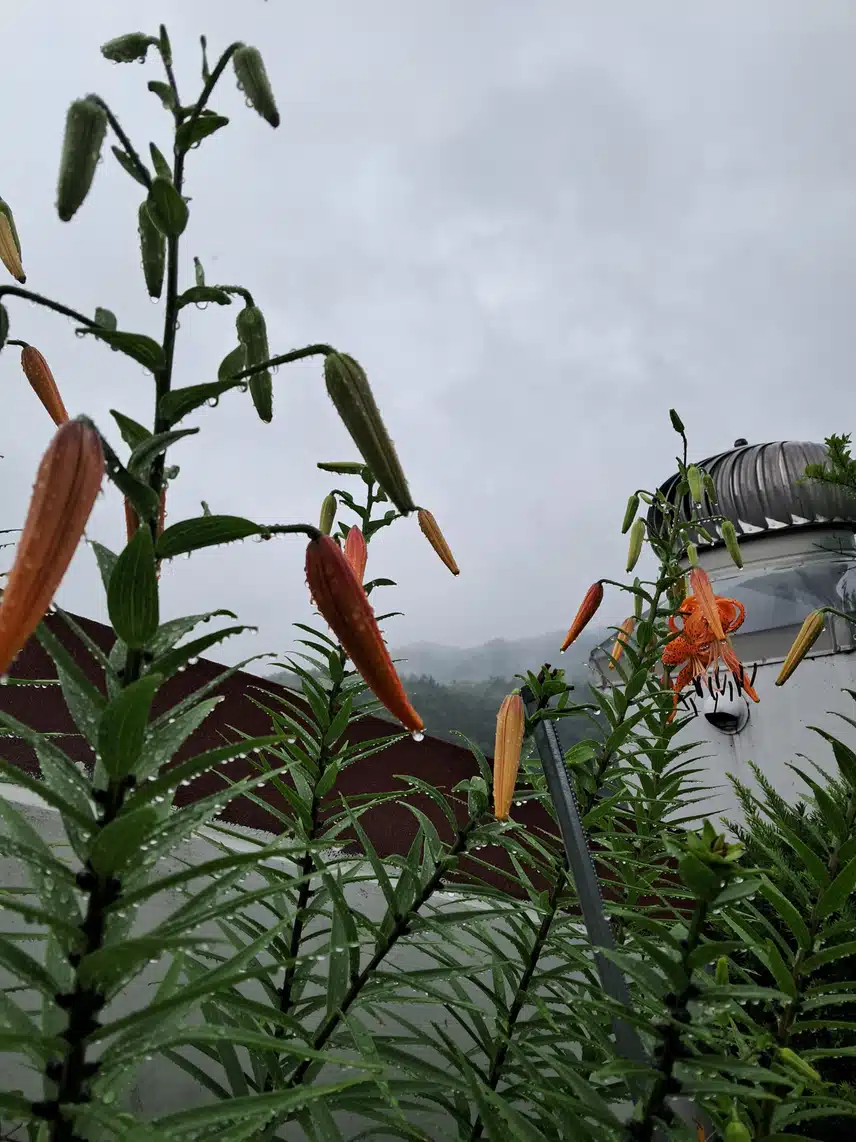 맑은 아침 하늘에 만개한 나리 꽃 🌼 