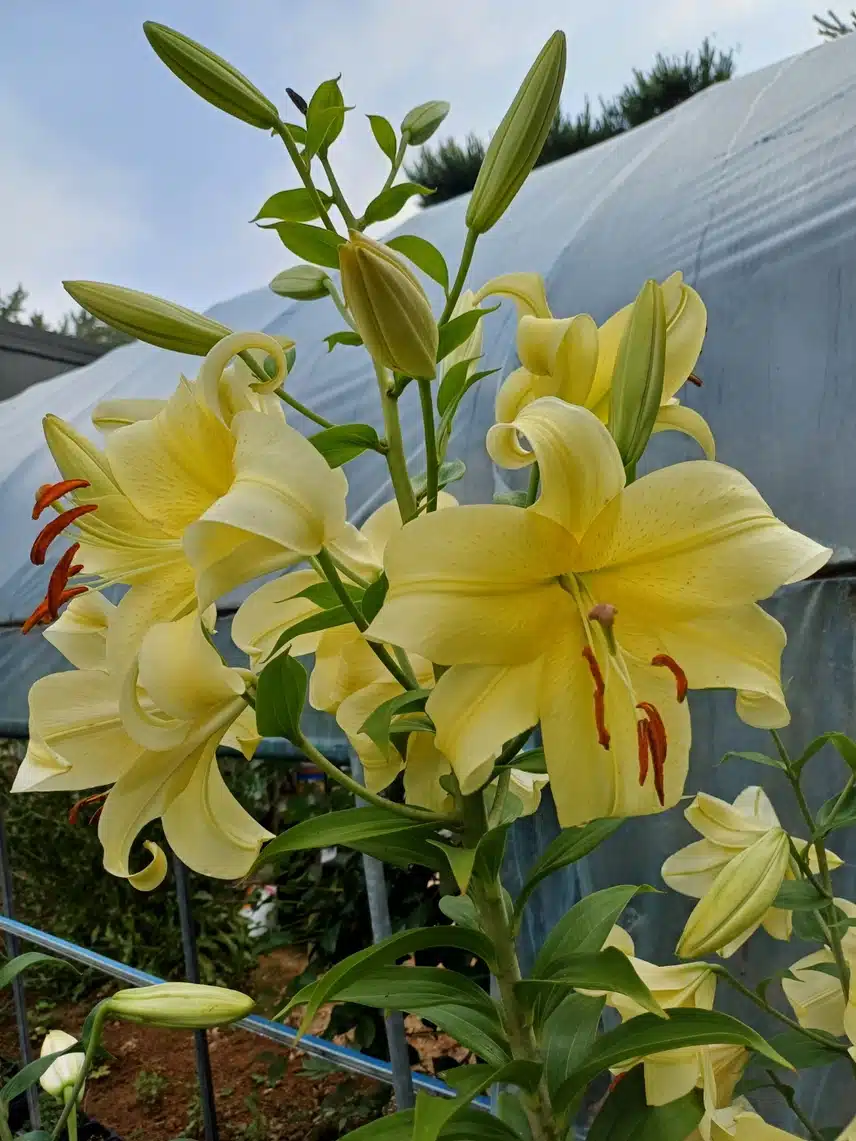 나리나리꽃