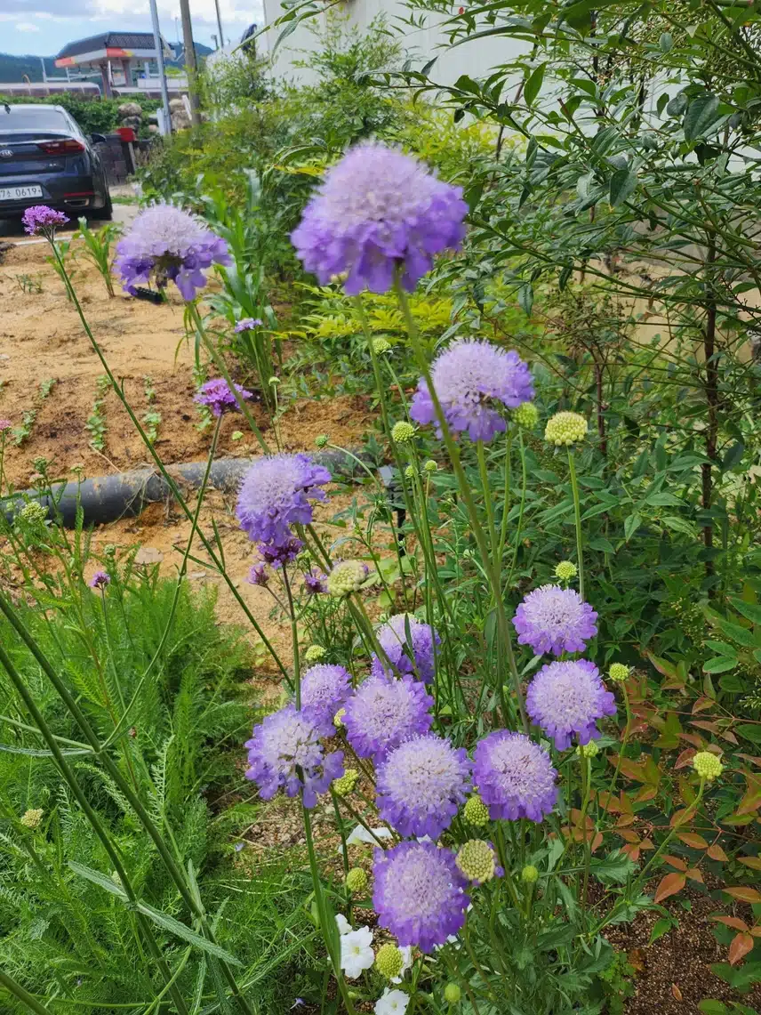 솔체꽃  scabiosa 