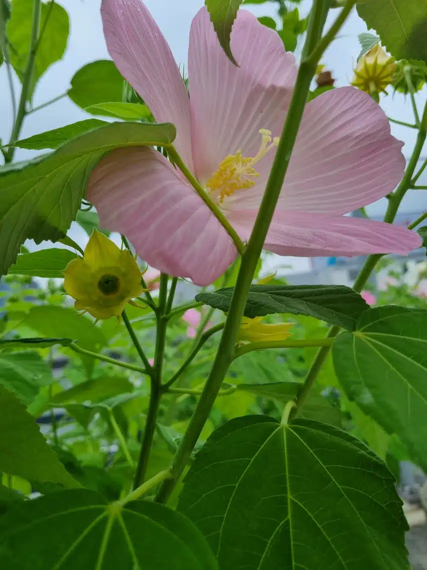 꽃받침대
