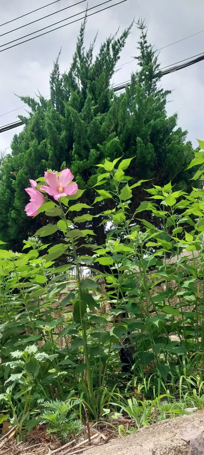부용꽃 두가지색
