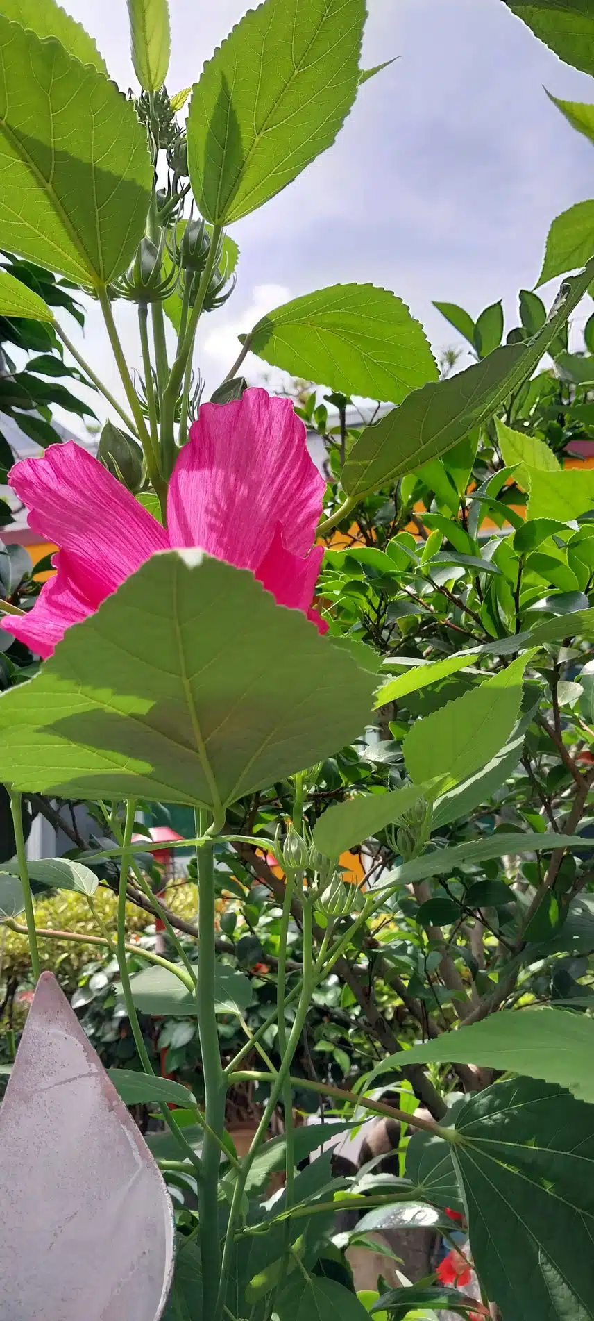 부용꽃 두가지색